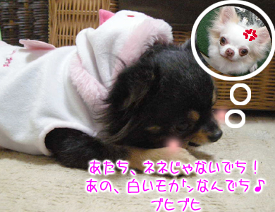 Shinoとあげはと龍之介 -ほんわかチワワン日記-
