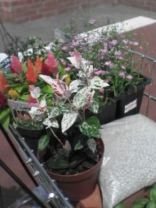 花を買いに行く④