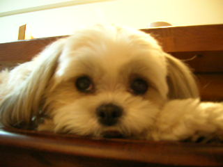 ふうちゃんの毎日　☆マル＆シーズーのMIX犬☆