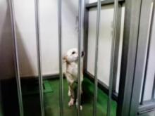長崎保健所迷子犬リスト