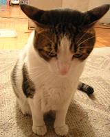 おし乃はんの猫つれづれ