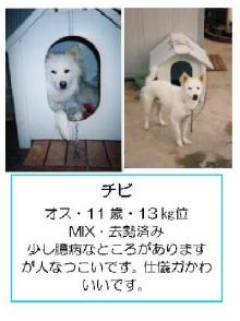★ワンとの想い出★と共に「殺処分０」を目指します-kaga-017