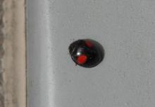 たまねぎさんのブログ