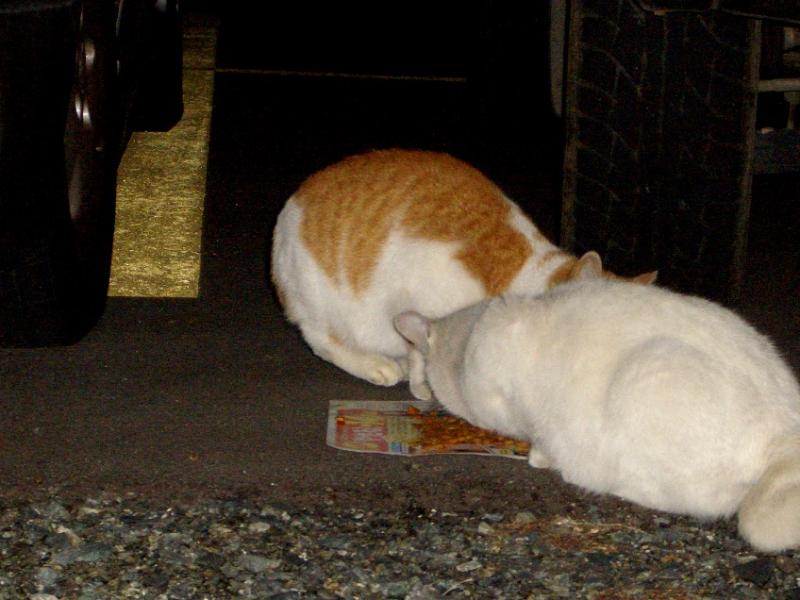 kokoさくらのブログ