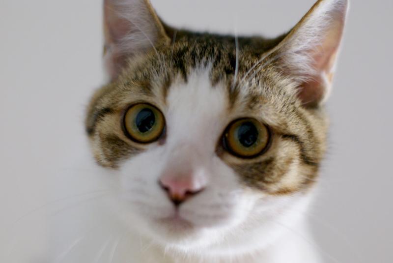 ハラショーなネコとの日々-20081203_06