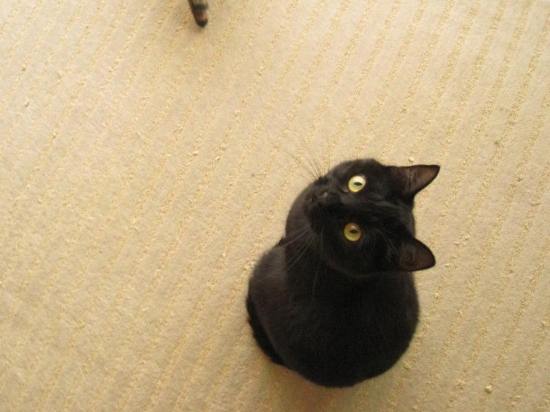 ネコとお散歩。(旧猫日和)