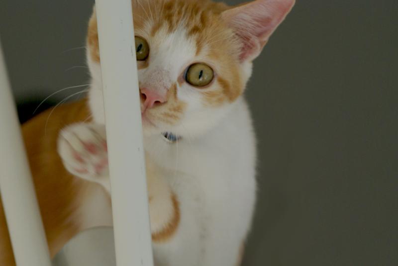 ハラショーなネコとの日々-20081202_03