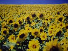 Olde Village Lanterne