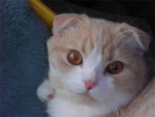 太陽の贈り物-'08 伊勢・志摩・二見ヶ浦 005