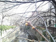 2008031313210000.jpg