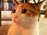 おし乃はんの猫つれづれ