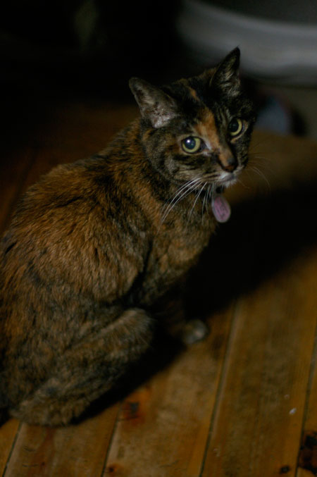 19歳半。生き抜きました。