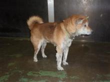 犬猫の避妊去勢手術の費用を助成する自治体