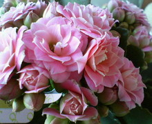 200703081337000.jpg