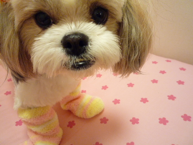 7年前☆ふうちゃんが来た日に