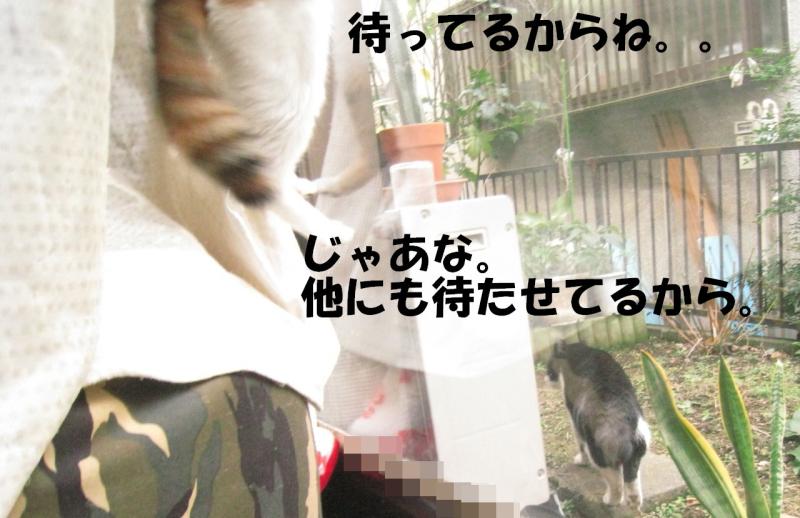 ネコとお散歩。(旧猫日和)