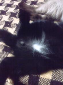 ねこまた日記-ねこのきゃんたま