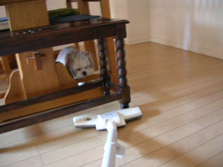 ふうちゃんの毎日 ☆マル&シーズーのMIX犬☆