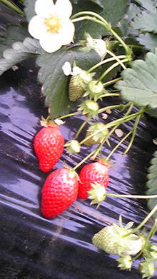 菅澤美月 つにてんてん♪ サムネイル画像