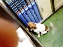 長崎保健所迷子犬リスト