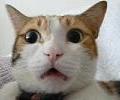おし乃はんの猫つれづれ