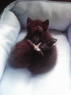 今朝のチャプとプリン。