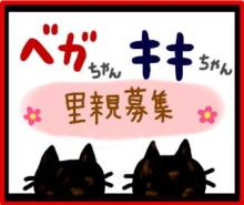 ベガキキバナー大