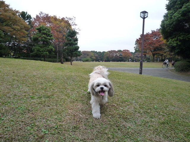 ふうちゃんの毎日　☆マル＆シーズーのMIX犬☆