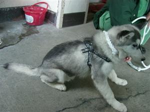 １１月２５日麻生区