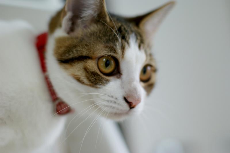 ハラショーなネコとの日々-20081203_04