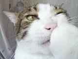 おし乃はんの猫つれづれ