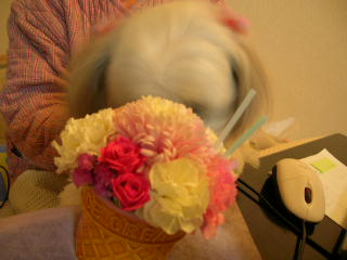 ふうちゃんの毎日 ☆マル&シーズーのMIX犬☆