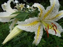 百合の花