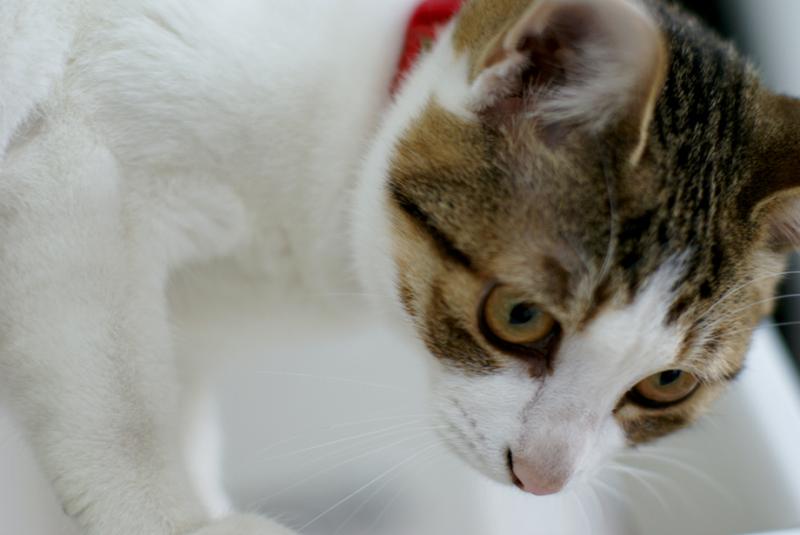 ハラショーなネコとの日々-20081203_05