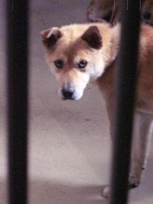 犬猫の避妊去勢手術の費用を助成する自治体
