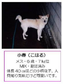 ★ワンとの想い出★と共に「殺処分０」を目指します-kaga-012