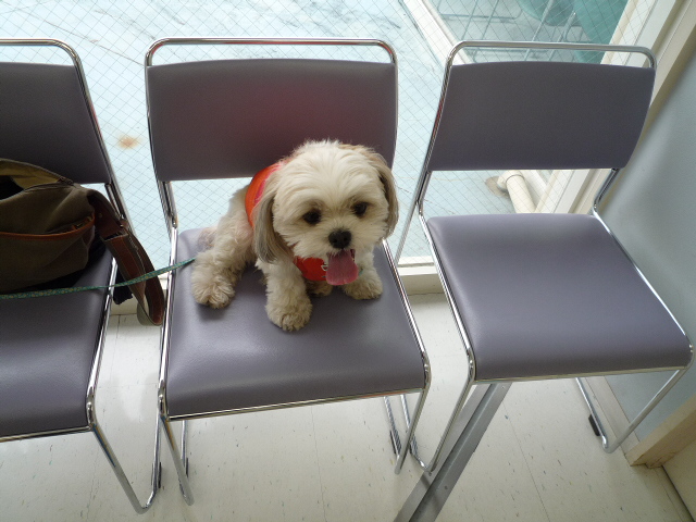 ふうちゃんの毎日　☆マル＆シーズーのMIX犬☆