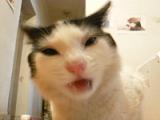 おし乃はんの猫つれづれ