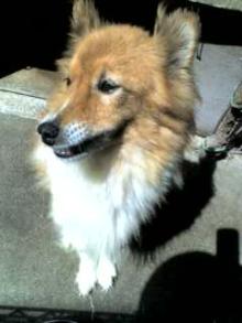 Chico in LA  ●続・ロサンゼルス的徒然日記●