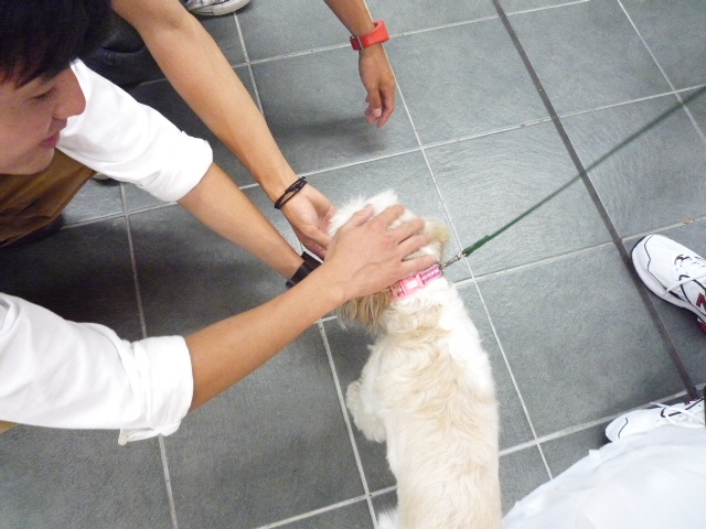 ふうちゃんの毎日　☆マル＆シーズーのMIX犬☆