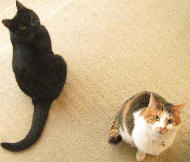 ネコとお散歩。(旧猫日和)