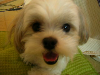 ふうちゃんの毎日 マルシーズーのmix犬 ふうちゃんの毎日 マルシーズーのmix犬