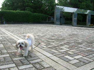 ふうちゃんの毎日　☆マル＆シーズーのMIX犬☆