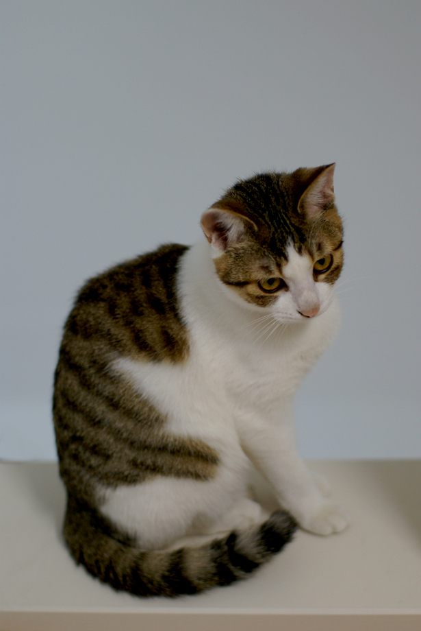 ハラショーなネコとの日々-20081203_01