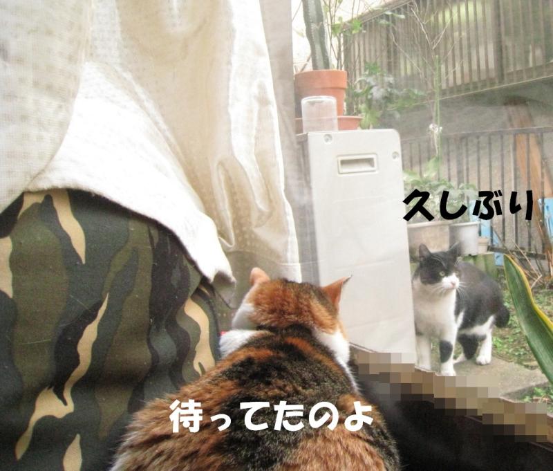 ネコとお散歩。(旧猫日和)