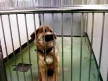 長崎保健所迷子犬リスト
