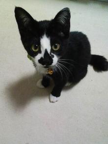 ピシッ