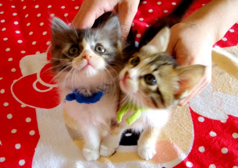 kokoさくらのブログ