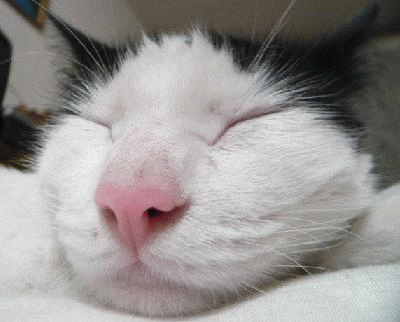 おし乃はんの猫つれづれ