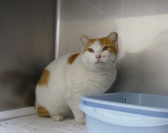 ずれずれブログ